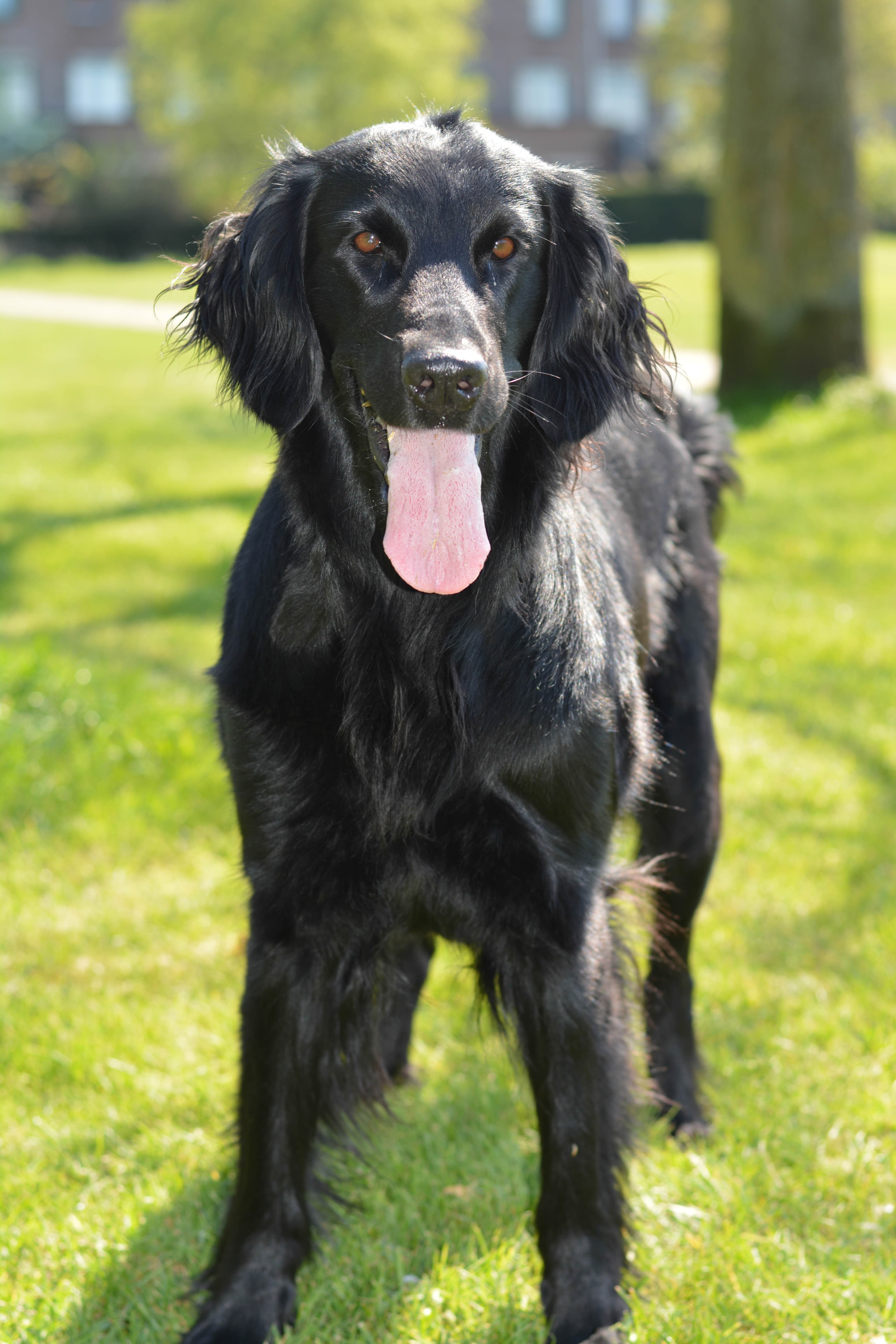 Flatcoated Retriever