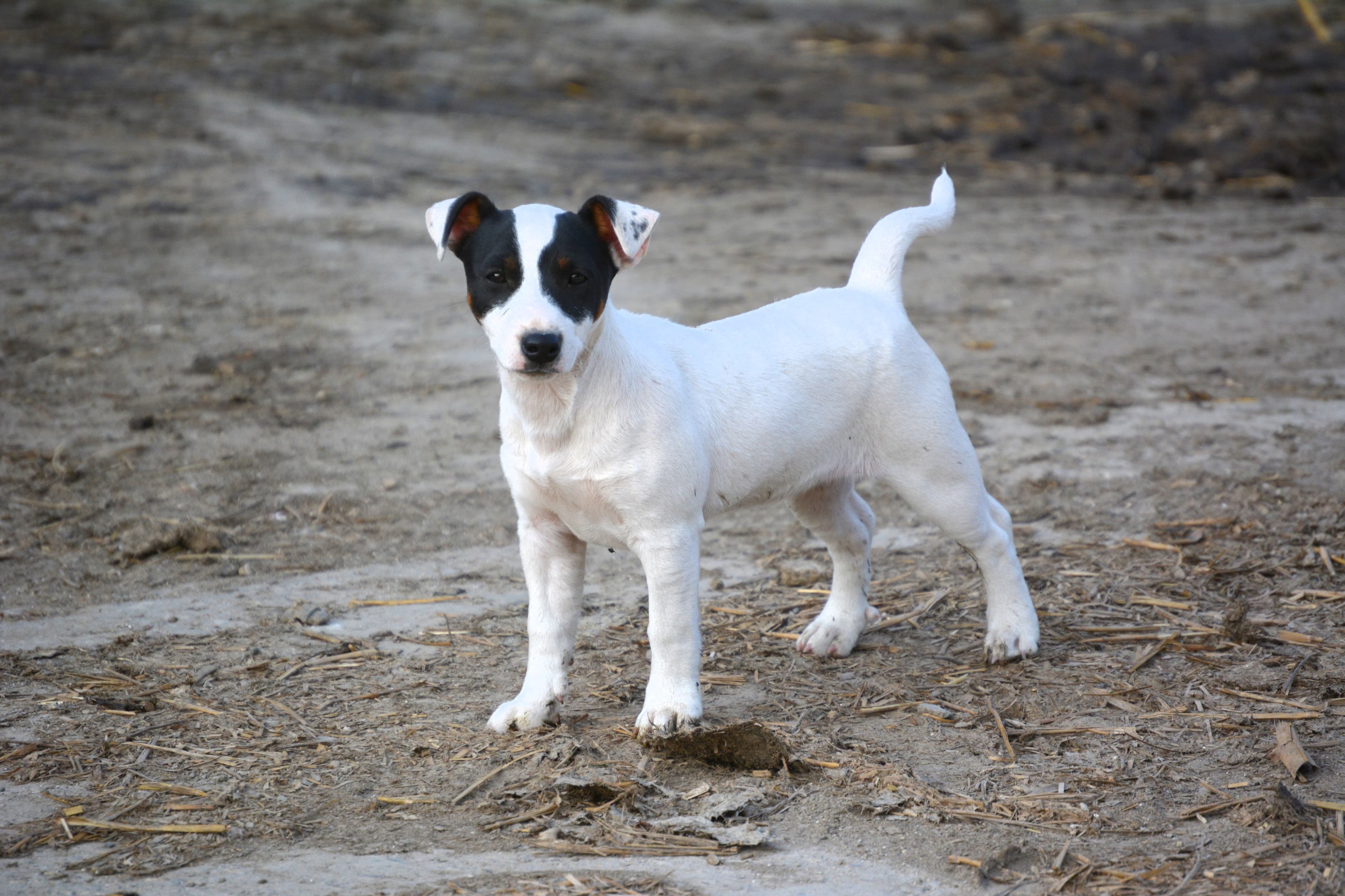 Jack Russell Terrier