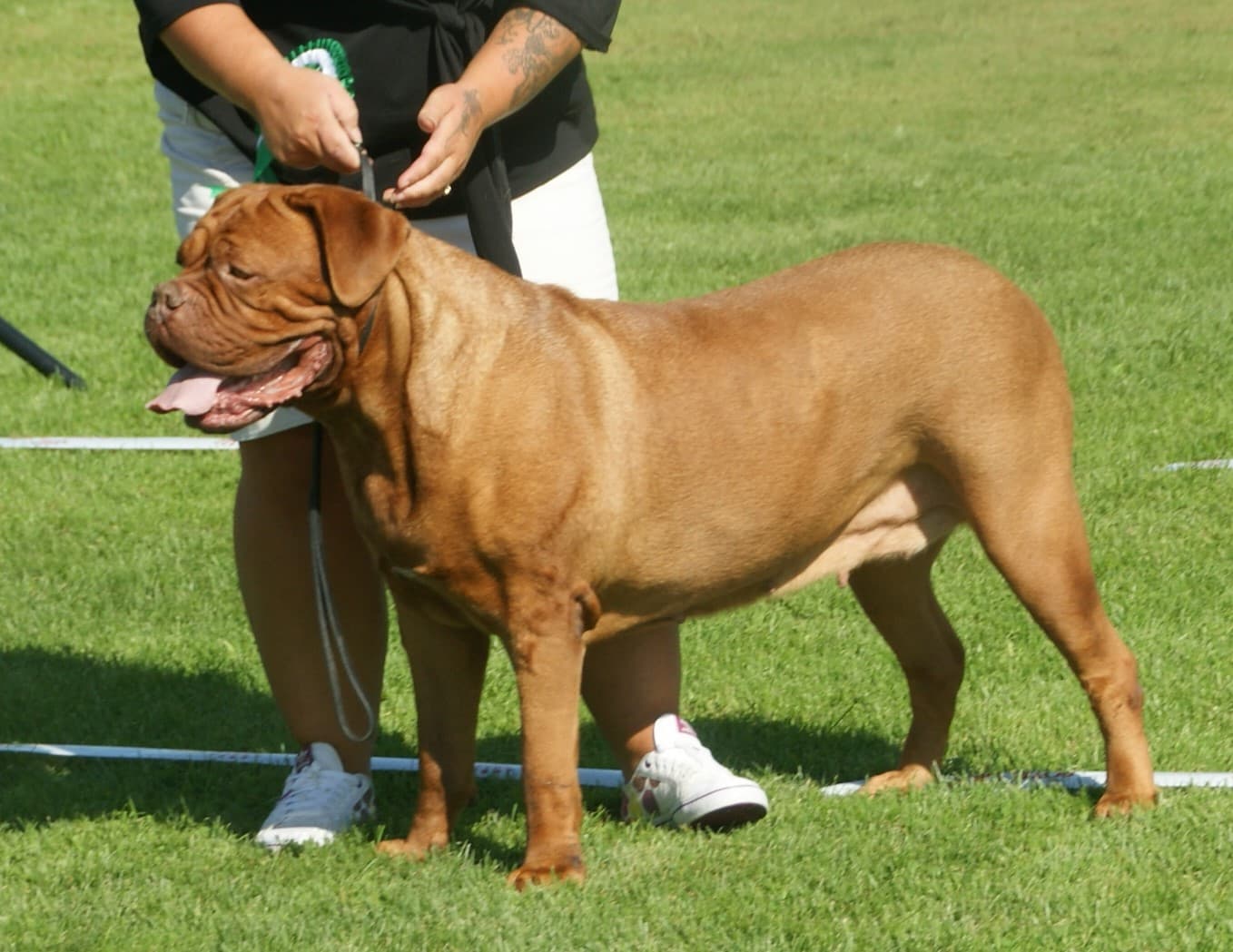 Bordeauxdog (Dogue de Bordeaux)