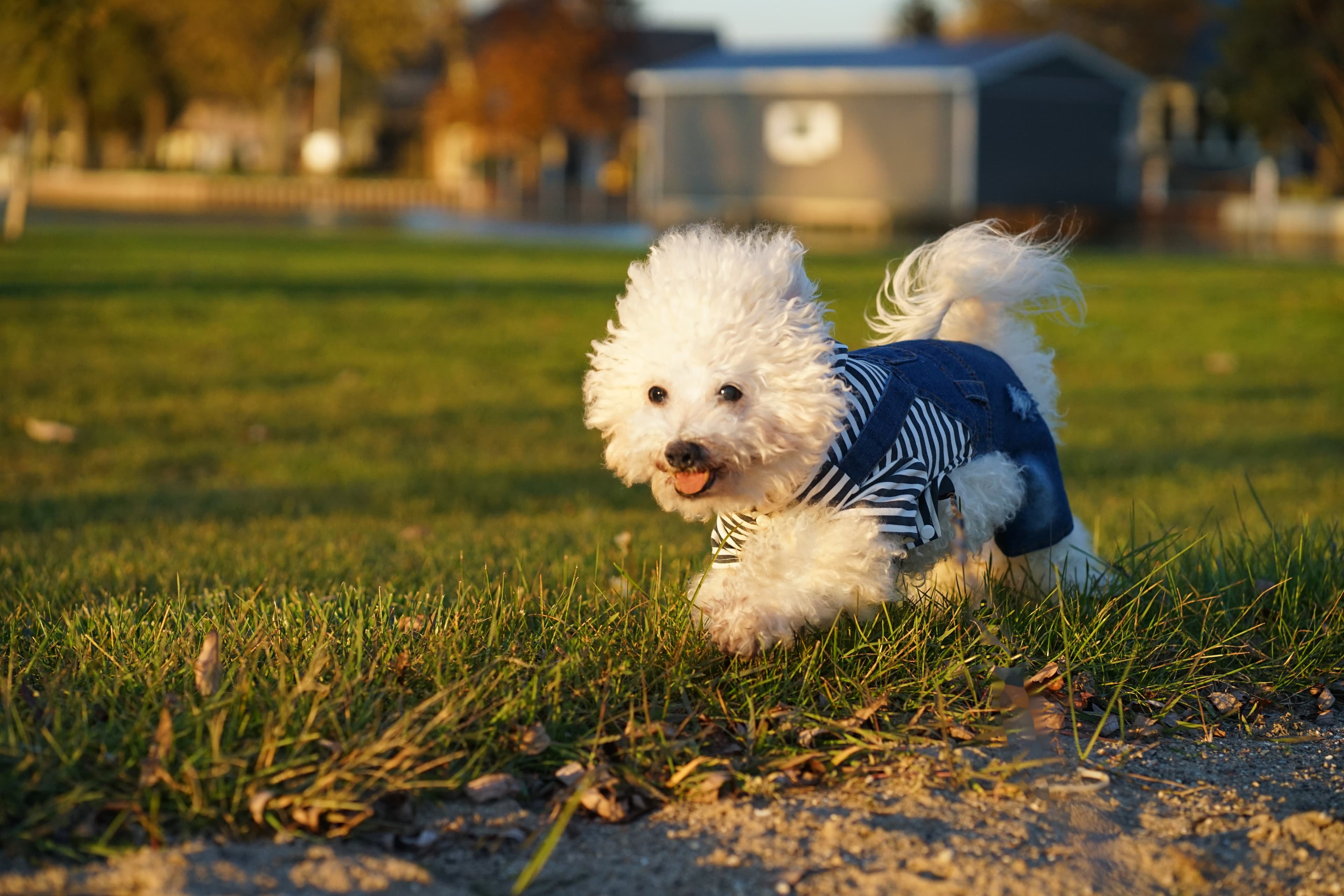 Bichon Frisé