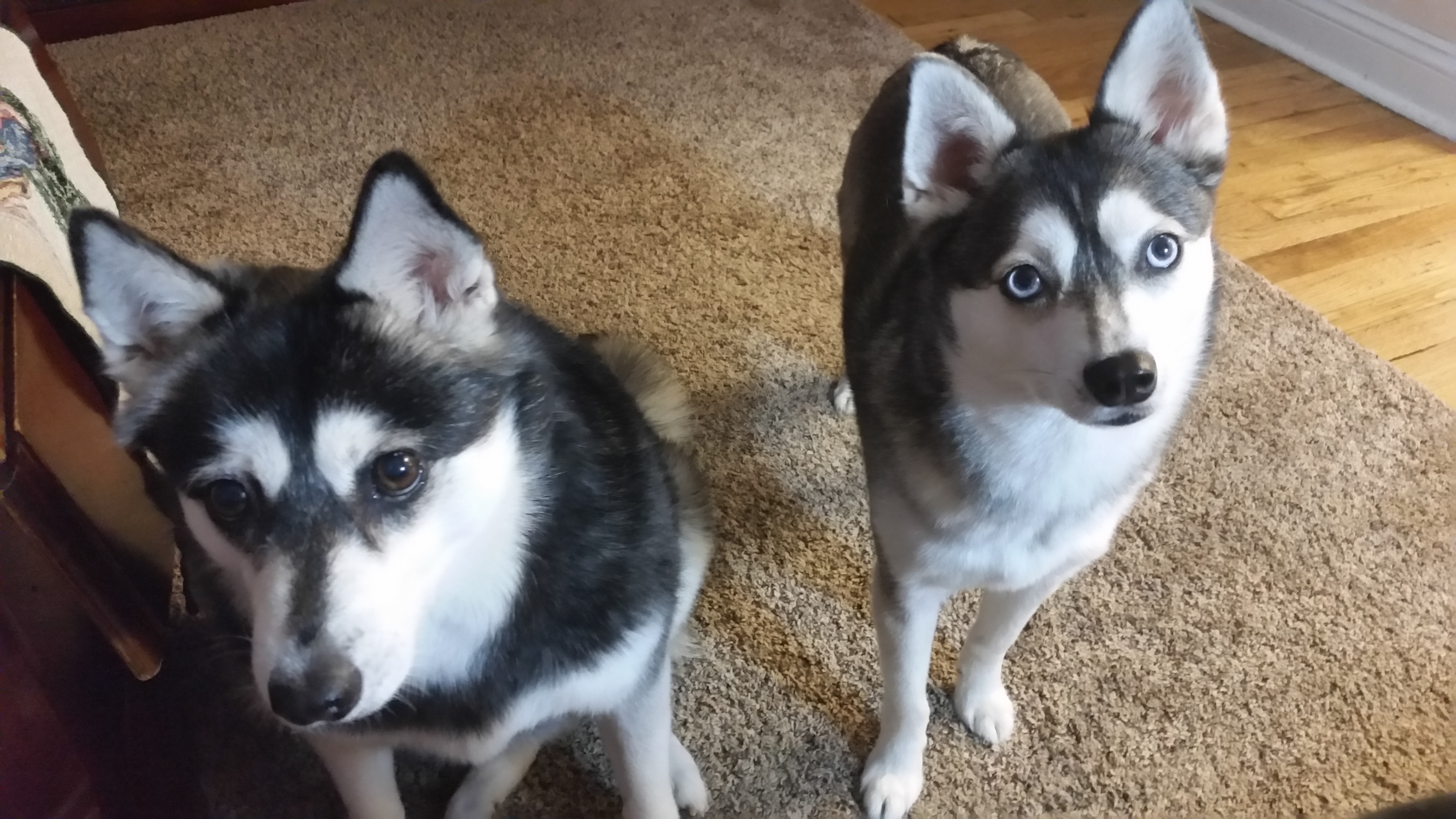Alaskan Klee Kai
