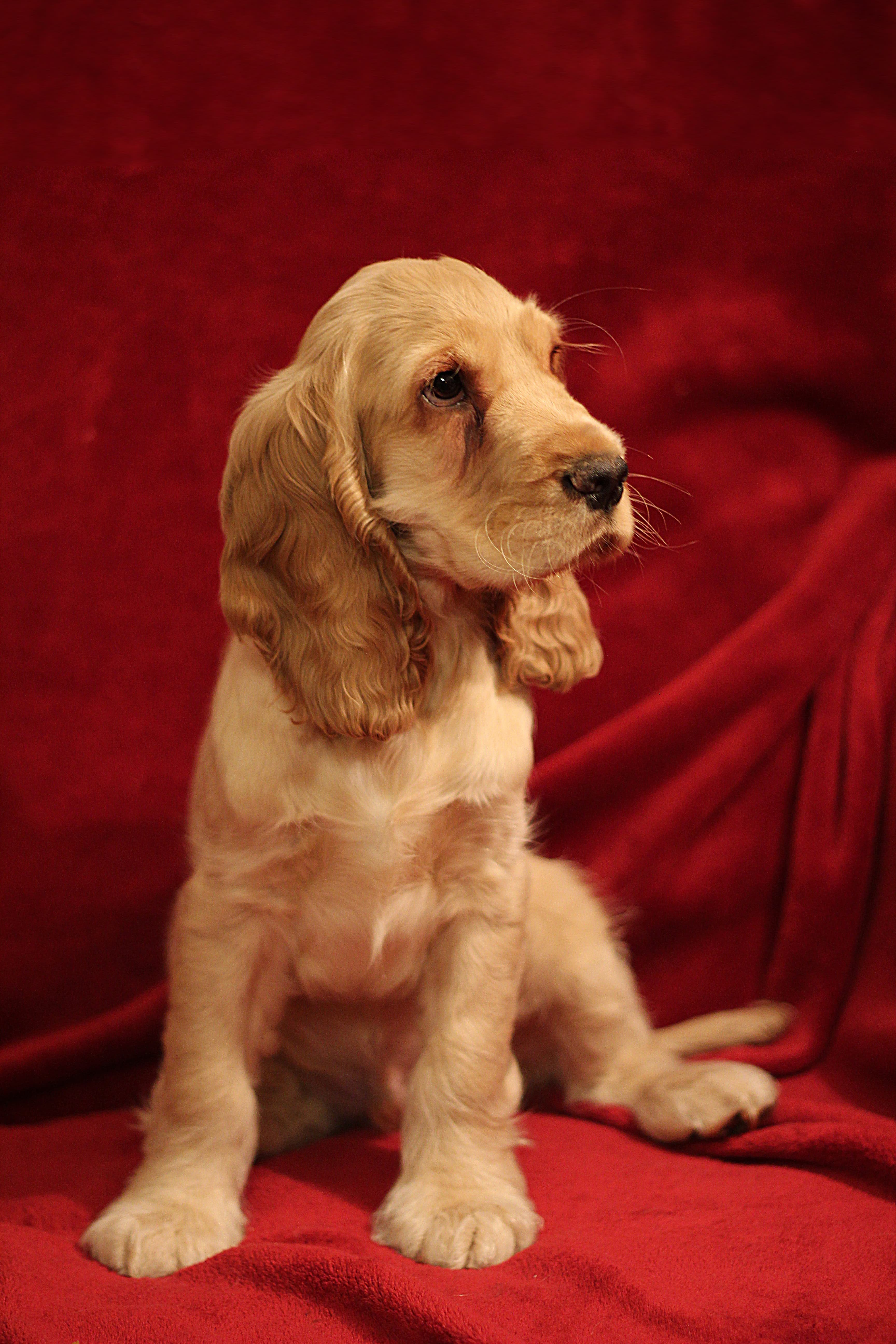Cocker Spaniel