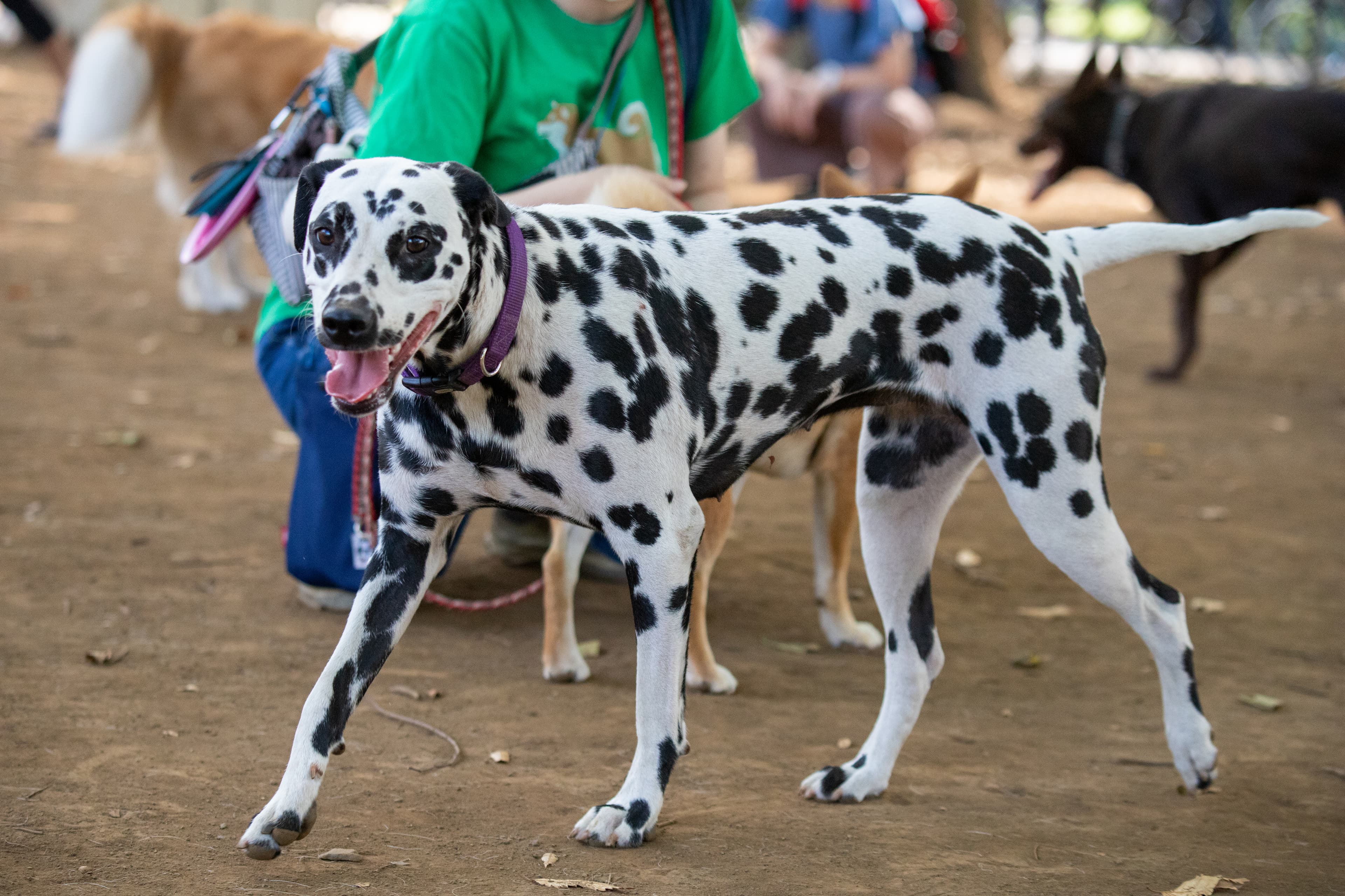 Dalmatier