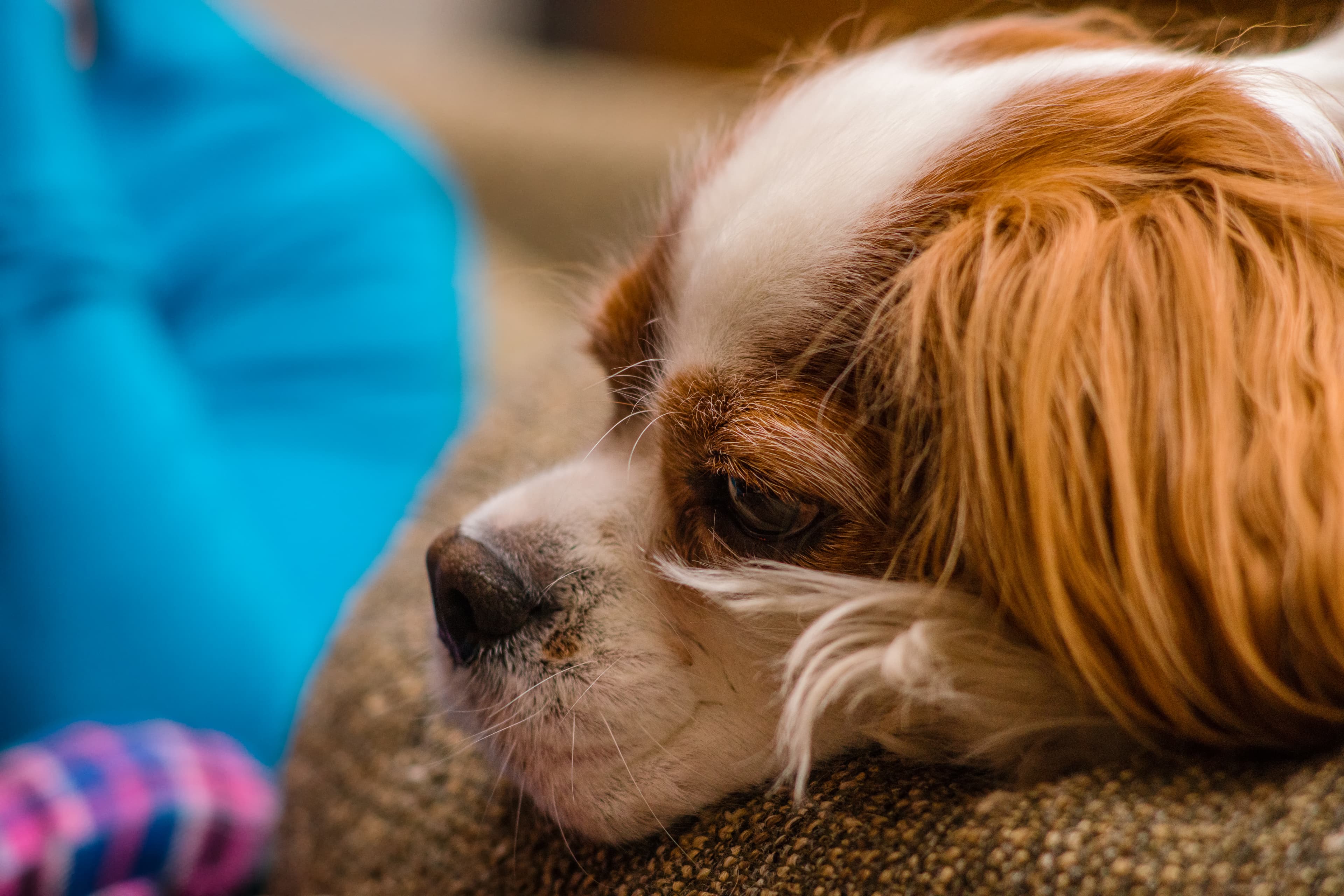 Cavalier King Charles Spaniel