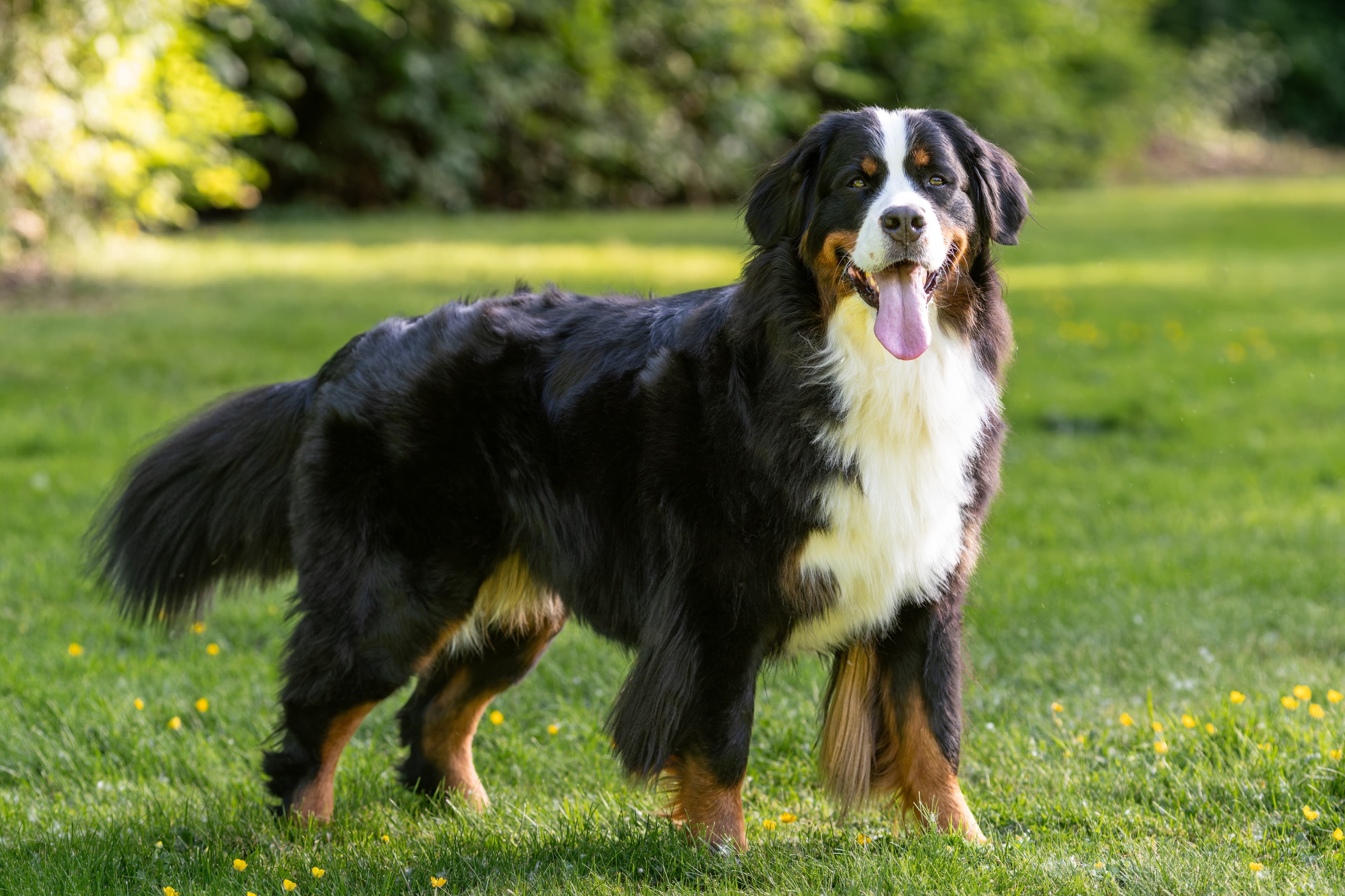 Berner Sennenhond