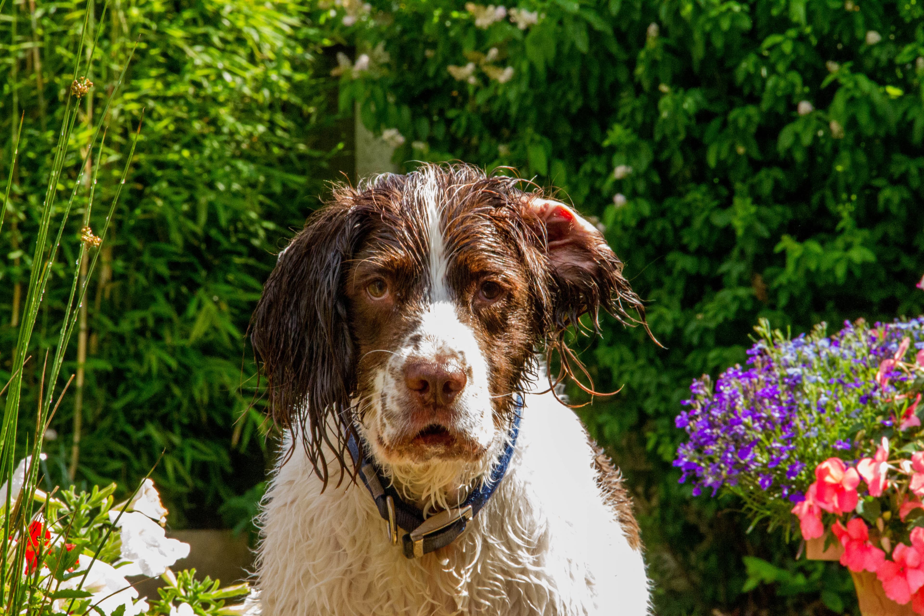 Springer Spaniel