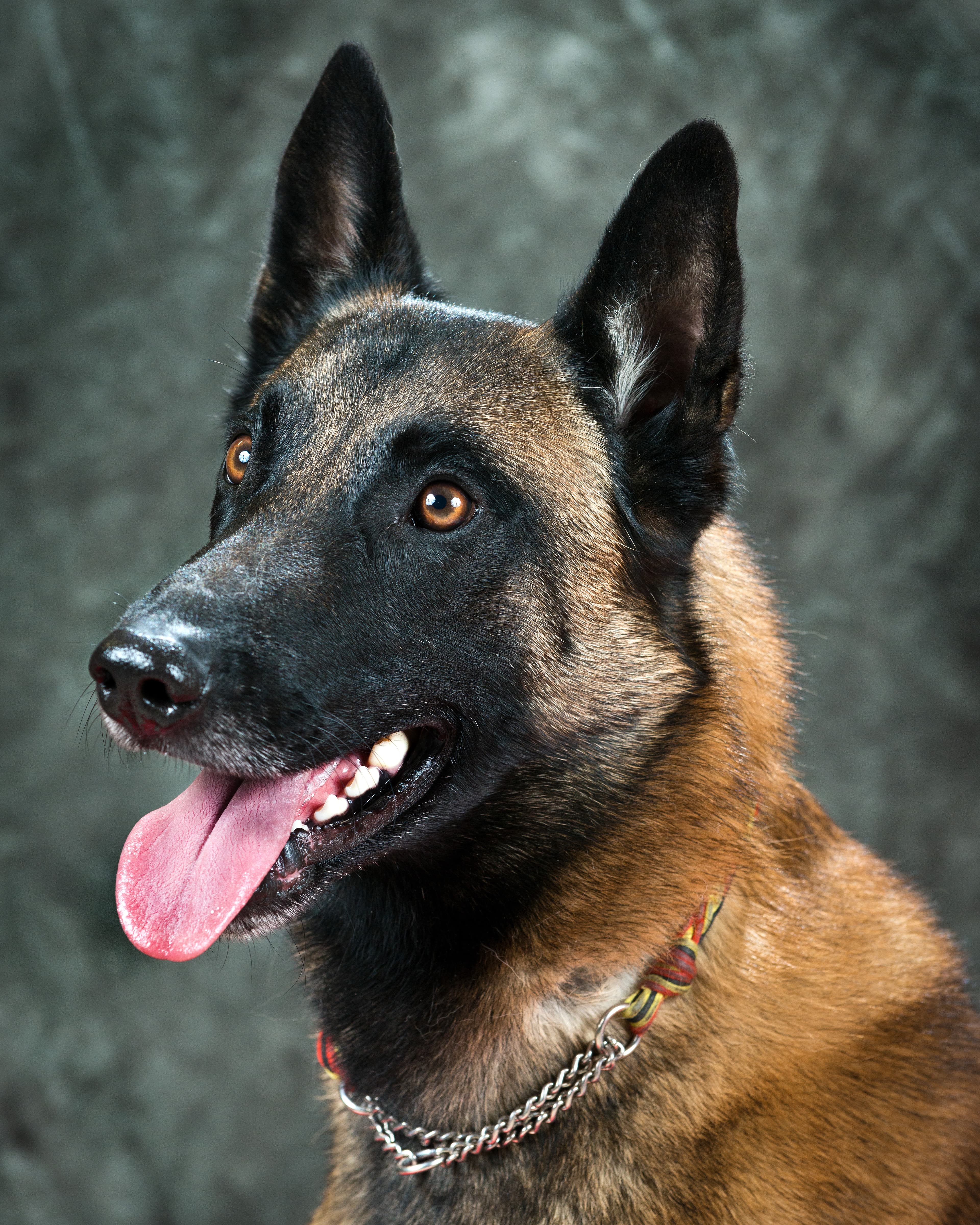 Mechelse Herder (Malinois)